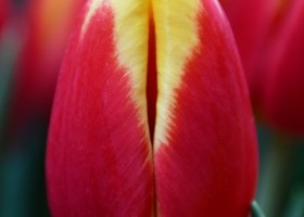 Tulipa China Girl (7)